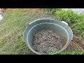 [Bungah, JATIM] Panen Udang Vaname di Tambak Bandeng